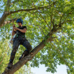 Tree Services
